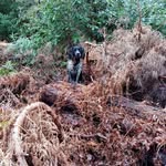 Harry Gun dog training - @harry_working_cocker_spaniel_ - Instagram