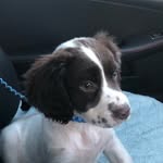 Harry Pup - @harry_working_cocker - Instagram