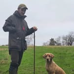 Harry working Labrador - @harryworkinglabradors - Instagram