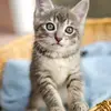 Harry Wrigley - @cat_gatsfood - TikTok