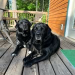 @wrigley_wallee_harry - Instagram