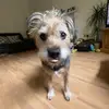 hairyballs - @harrywynn27 - TikTok