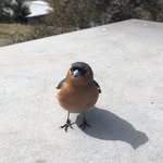 Harry Yaleson - @harryyaleson - Instagram