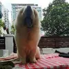 harry yap - @harry.yap7 - TikTok
