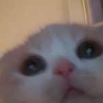 𝓗𝓪𝓻𝓻𝔂 𝓣𝓪𝓷 𝓚𝓾𝓮𝓷 𝓨𝓮𝔀 - @harrytmeows - Instagram