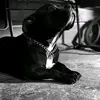 HarryyIvo🐕❣️ - @harryyivo - TikTok