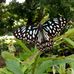 Harshad Chaudhari - Facebook
