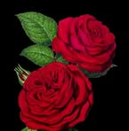 Harshvardhan Kumar - Facebook