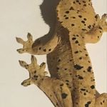 Harvey Abbott - @destiny_cresties - Instagram