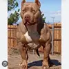 Harvey Abraham - @harveyabe9 - TikTok