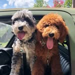 Adventures of Harvey & Walter - @harveyandwalter - Instagram