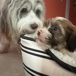 @harvey_otto__walter_higgins - Instagram