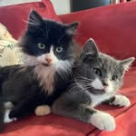 Harvey and Amos - @harveyandamos - Instagram