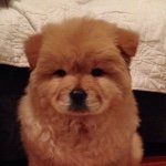 Harvey the Chow Chow - @harveyarcher - Instagram