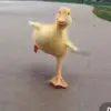 Harvey - @harvey.blackman8 - TikTok