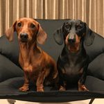 Bane 🐾 Harvey - @bane_harvey_sausagedogs - Instagram