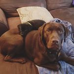 Bane and Ivy Nastasiuk - @bane.ivy.harvey.labradors - Instagram