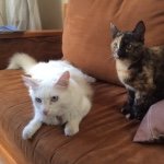 Conejita And Mr Poopybutthole - @bane.and.harvey - Instagram