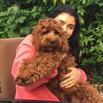 Harvey Oscar Baron - @harveythecockapoo - Instagram
