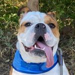 Harvey Bean - @handsome_harvey_bean - Instagram