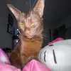 harveybeanboy - @harveythebrownkitty - TikTok