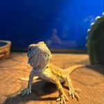 @harvey_bearded_dragon - Instagram