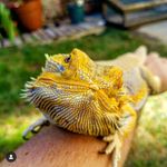 Harvey Beardman - @harvey_beardman - Instagram
