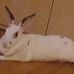 Harvey Belanger - Facebook