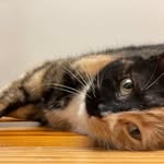 Harvey The Cat - @hellbenderharvey - Instagram