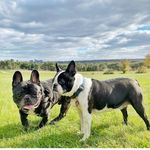 Harvey & Benedict - @harvey_and_beni - Instagram