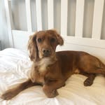 Harvey & Benson - @harvey.and.benson - Instagram
