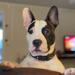 Harvey Benson - @harveythebulldogterrier - Instagram