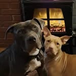 Harvey Berry - @berryzbullyz - Instagram