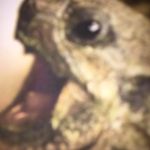 Harvey Biggs - @harveybiggs9 - Instagram