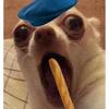 Harveybird - @harveybird06 - TikTok