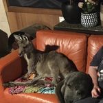 Marcia Harvey-Bird - @marciaharveybird - Instagram