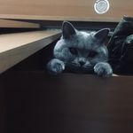 Harvey Birdman🕊 - @harvey_birdman_cat - Instagram