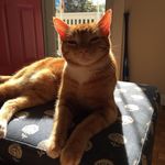 Harvey Birdman - @harvey_coolcat - Instagram