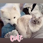 Bliss, Harvey & Dyno - @blissharveydyno - Instagram
