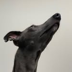 Harvey 🇬🇧 - @harveybluewhippet - Instagram