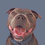 Harvey - The blue Staffy - @harvey.bluestaffy - Instagram