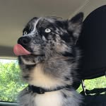 Harvey • Blue Merle Pomsky🐾 - @harveypomsky - Instagram