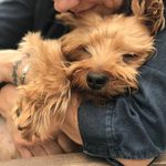 Harvey Blue - @harvey_the_yorkie9 - Instagram