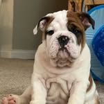 Harvey Blue 💙 - @harveyblue_bulldog - Instagram