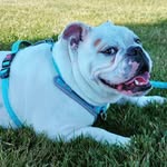 Harvey Blue 💙 - @harveyblueenglishbulldog - Instagram