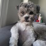 Harvey Blue Sattam - @harvey.sattam - Instagram