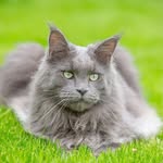 Harvey, blue solid maine coon - @harvey.maine.coon - Instagram