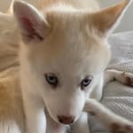 💙Harvey💙 - @harvey_blue_pomsky - Instagram
