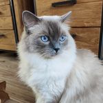 Harvey - @harvey_blueragdoll - Instagram
