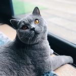 Harvey The Aussie British Blue - @harveytheaussiebritish - Instagram